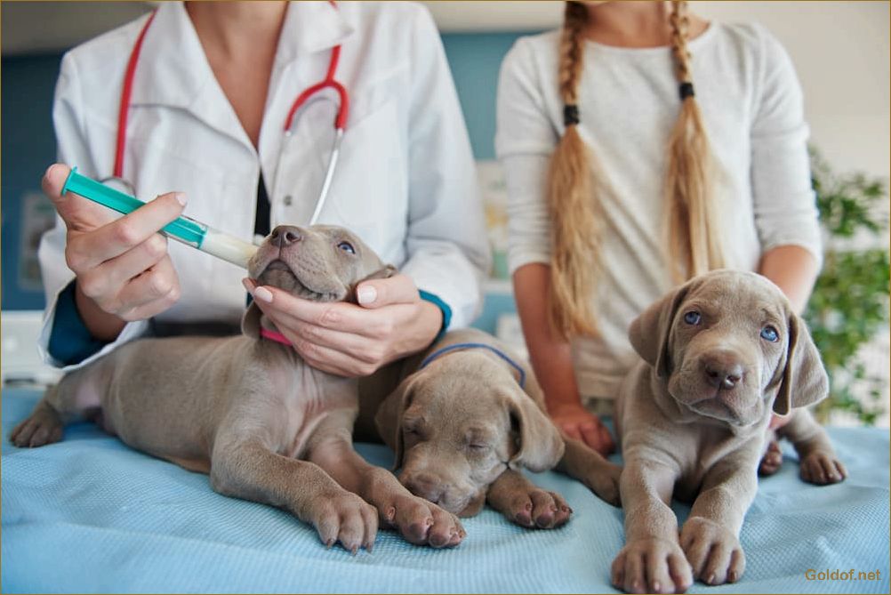 Лучшие ветеринарные клиники: надежное здоровье для ваших любимцев