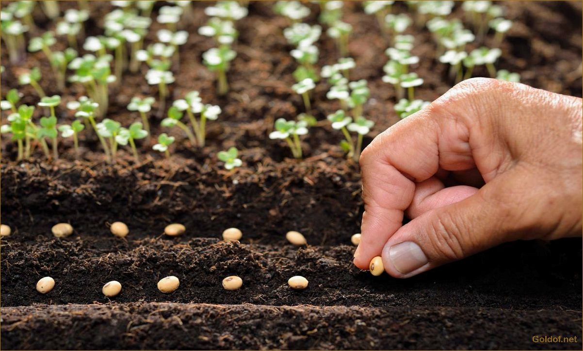 Как выбрать и подготовить семена для посева