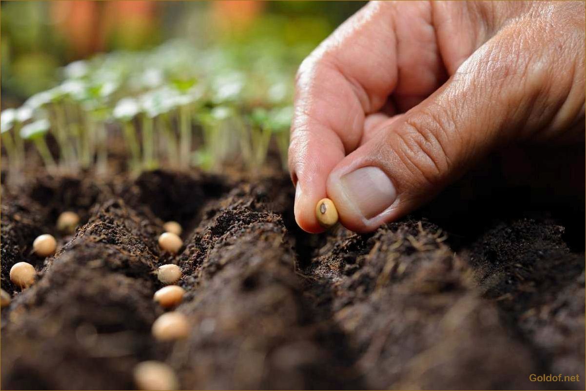 Как выбрать и подготовить семена для посева